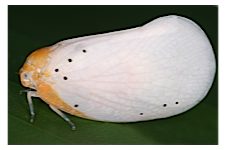 FLOW planthopper fulgoroidea fulgoromorpha insect