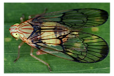 FLOW planthopper fulgoroidea fulgoromorpha insect